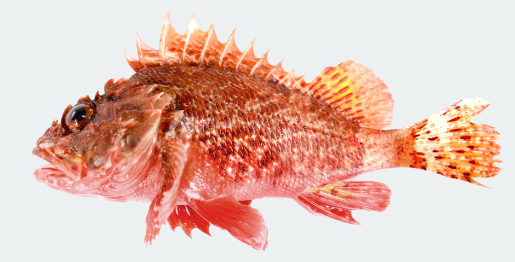 Main Aquatic Species Caught Locally - The Department
